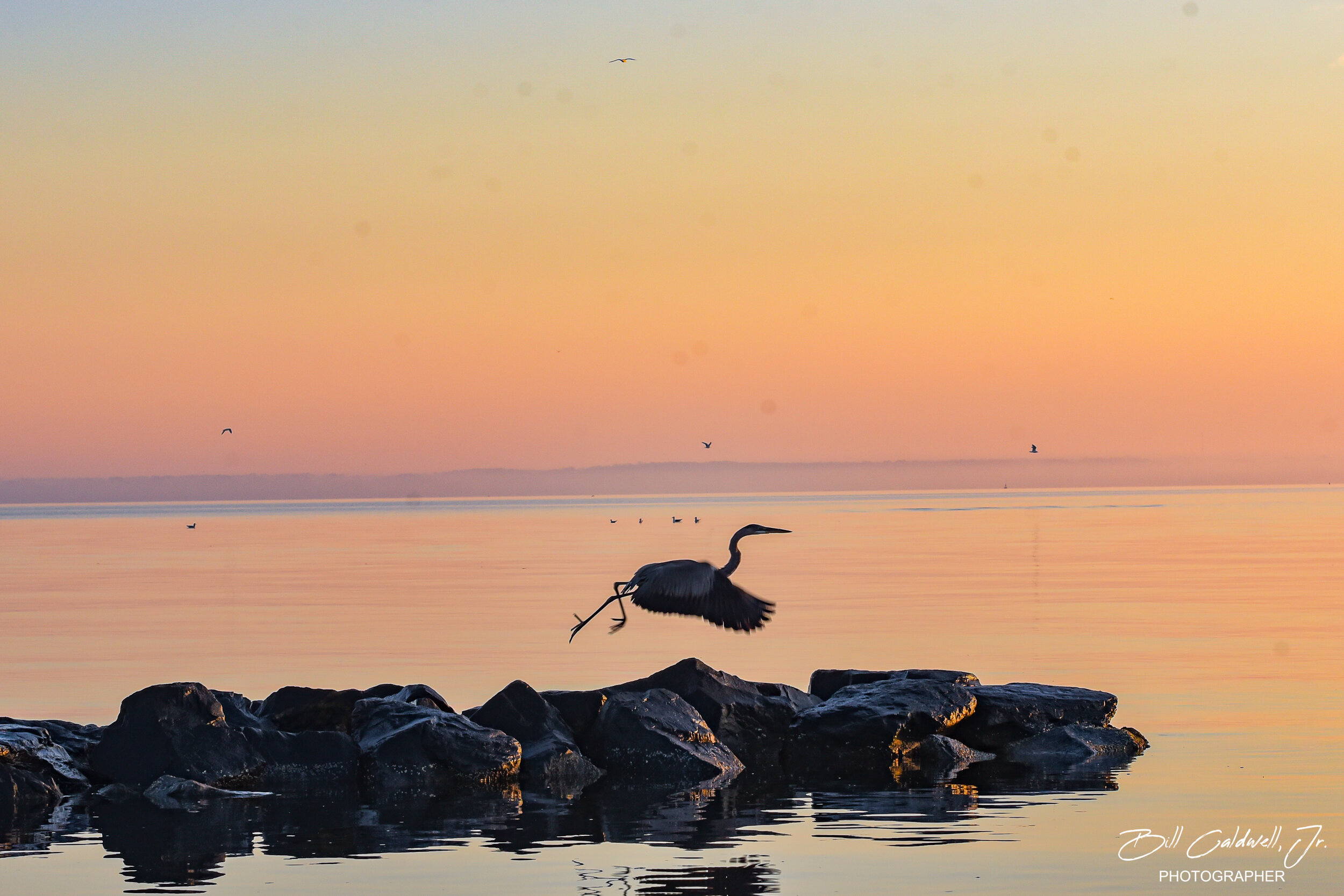 Heron taking flight, Kent Island, MD