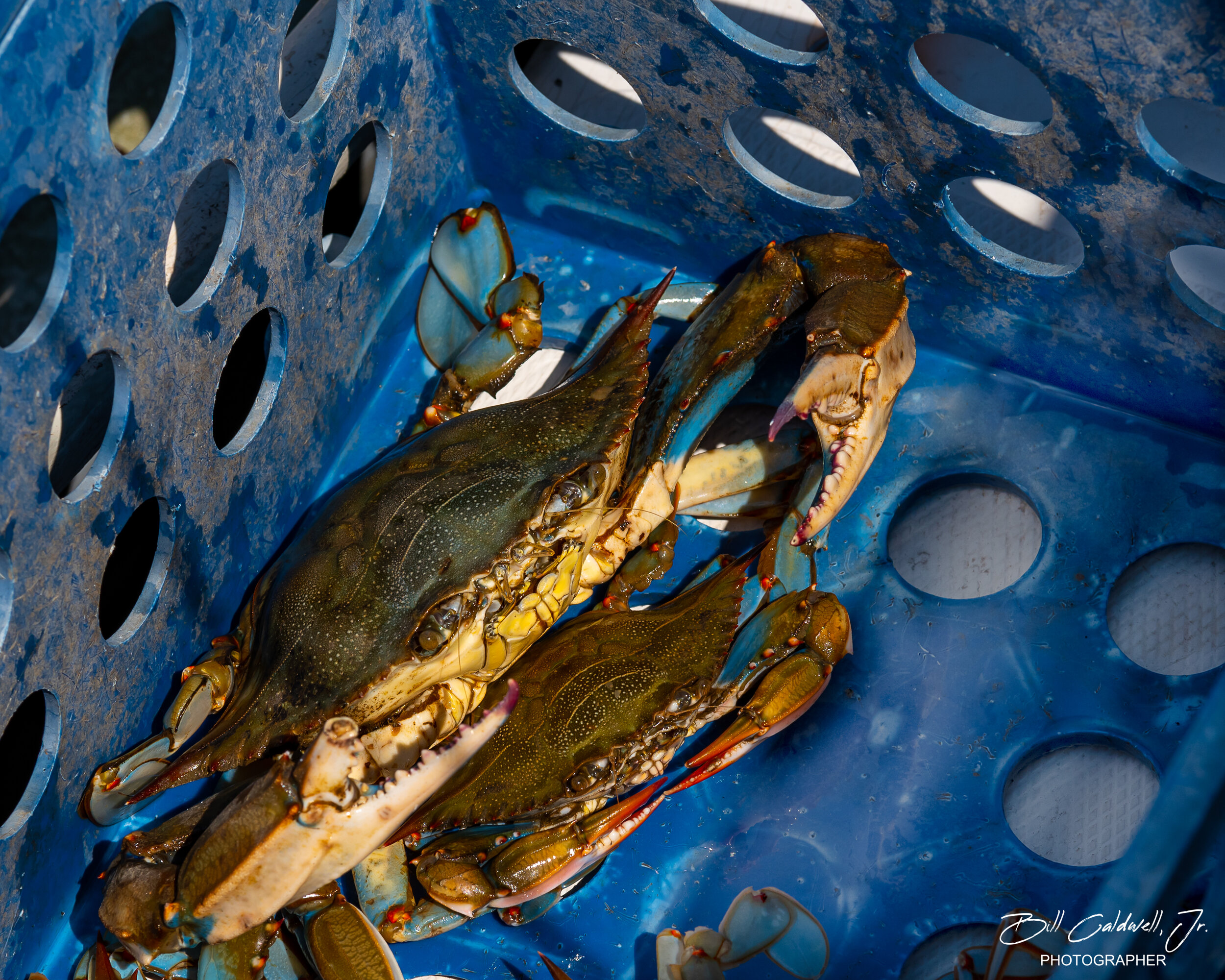 Maryland Blue crab