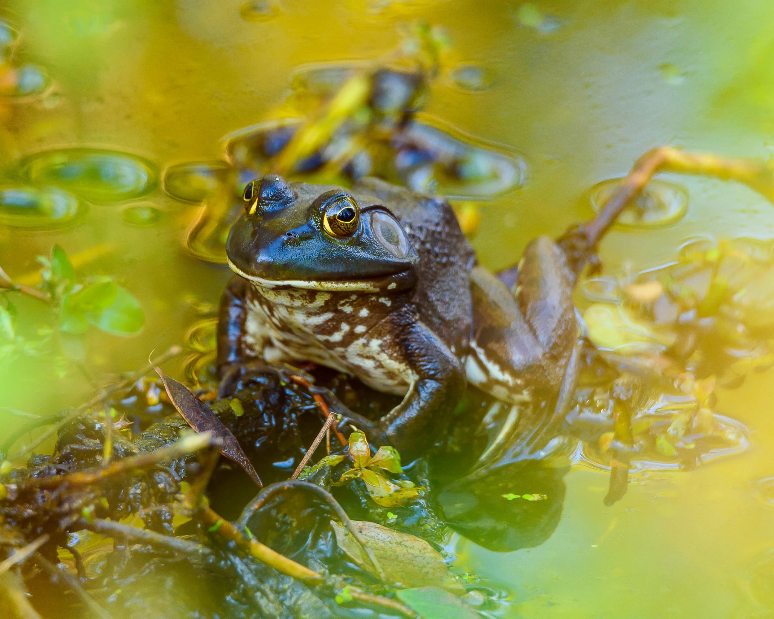 DSC_4969_frog.jpg