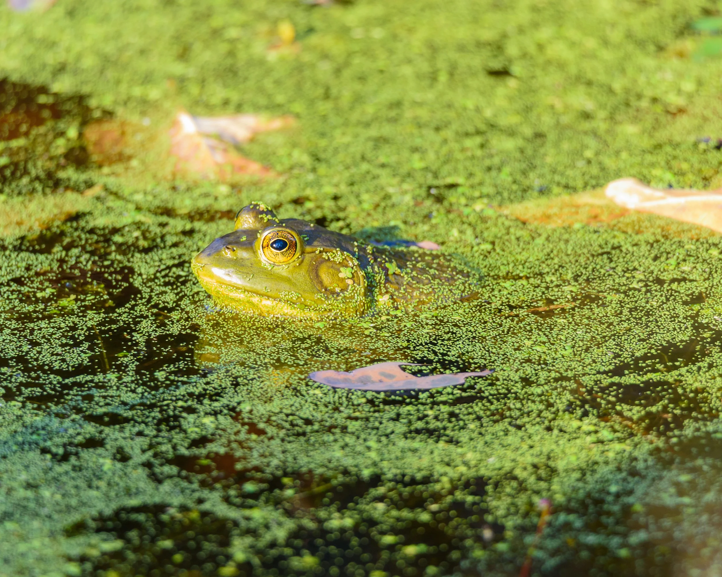 DSC_4976_frog.jpg