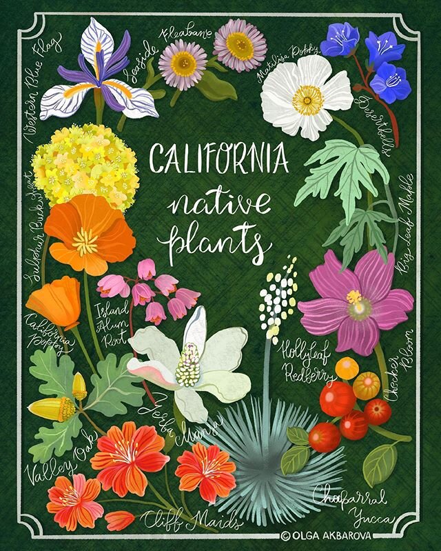 It was an absolute pleasure to discover and paint California Native Plants. I think this&rsquo;s my favorite plant guide I illustrated so far :) Prints are available in two sizes at my stores 🥰
.
.
.
.
.
.
.
.
.
. .
.
.
.
#flowersmakemehappy #waterc