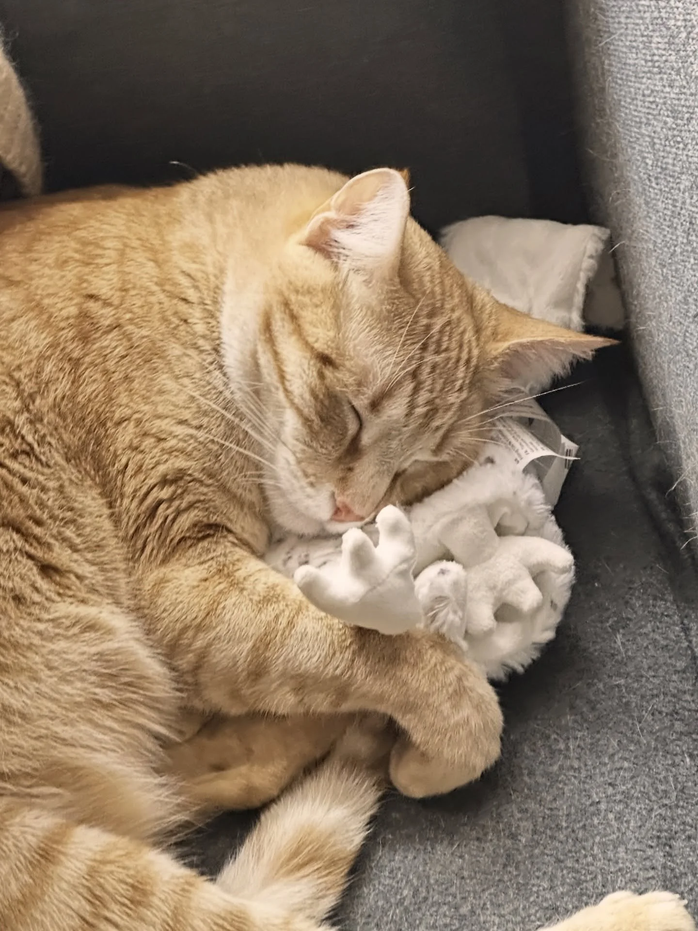 May your weekend be as cozy as my cat is with his favorite plushie 🐱 🧡