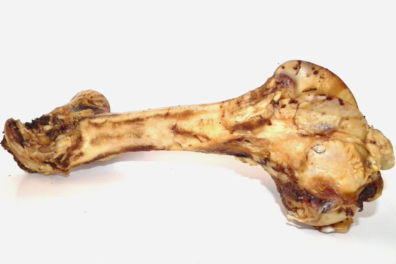 Beef Femur