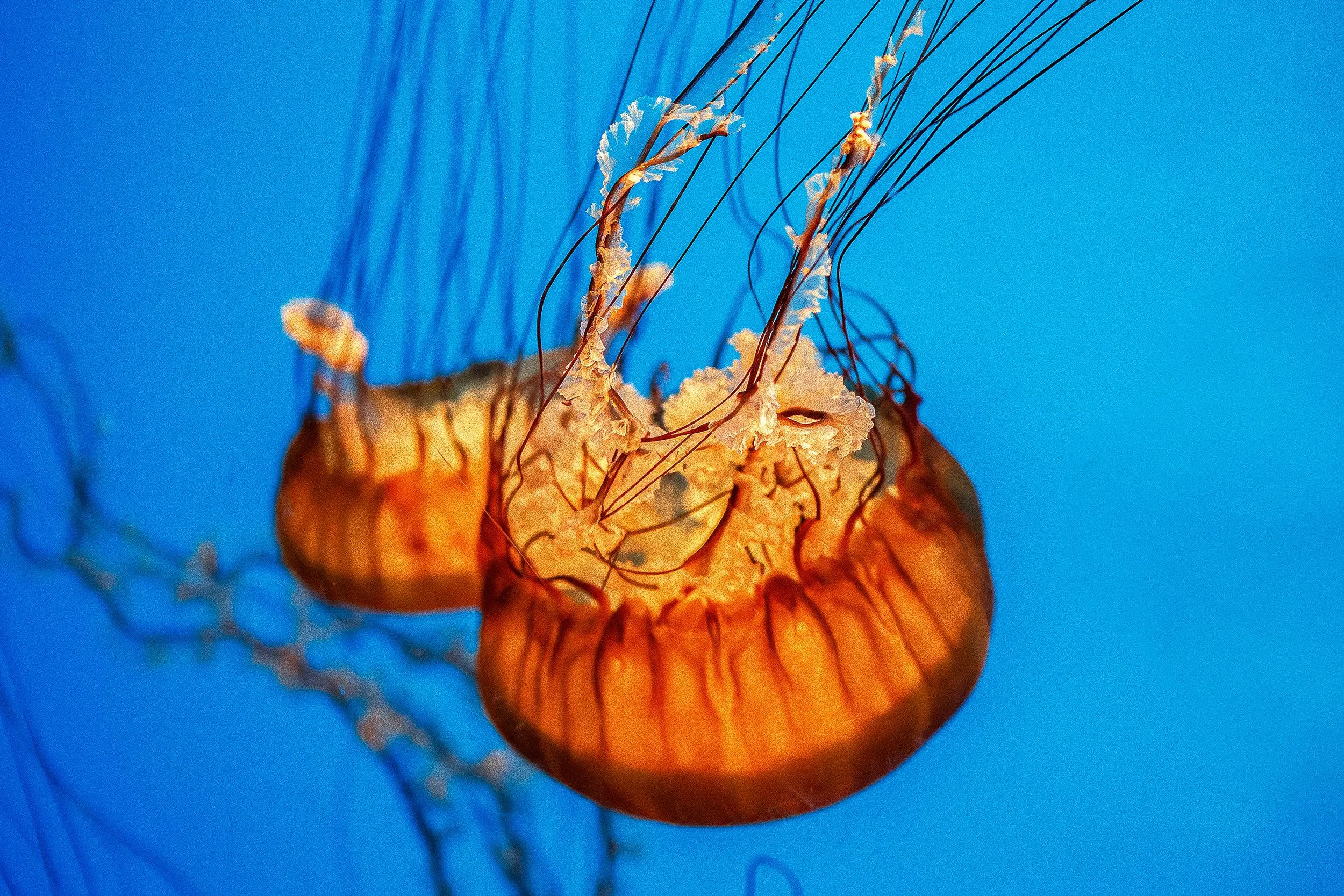 IMG_2101 Comp lq.jpg