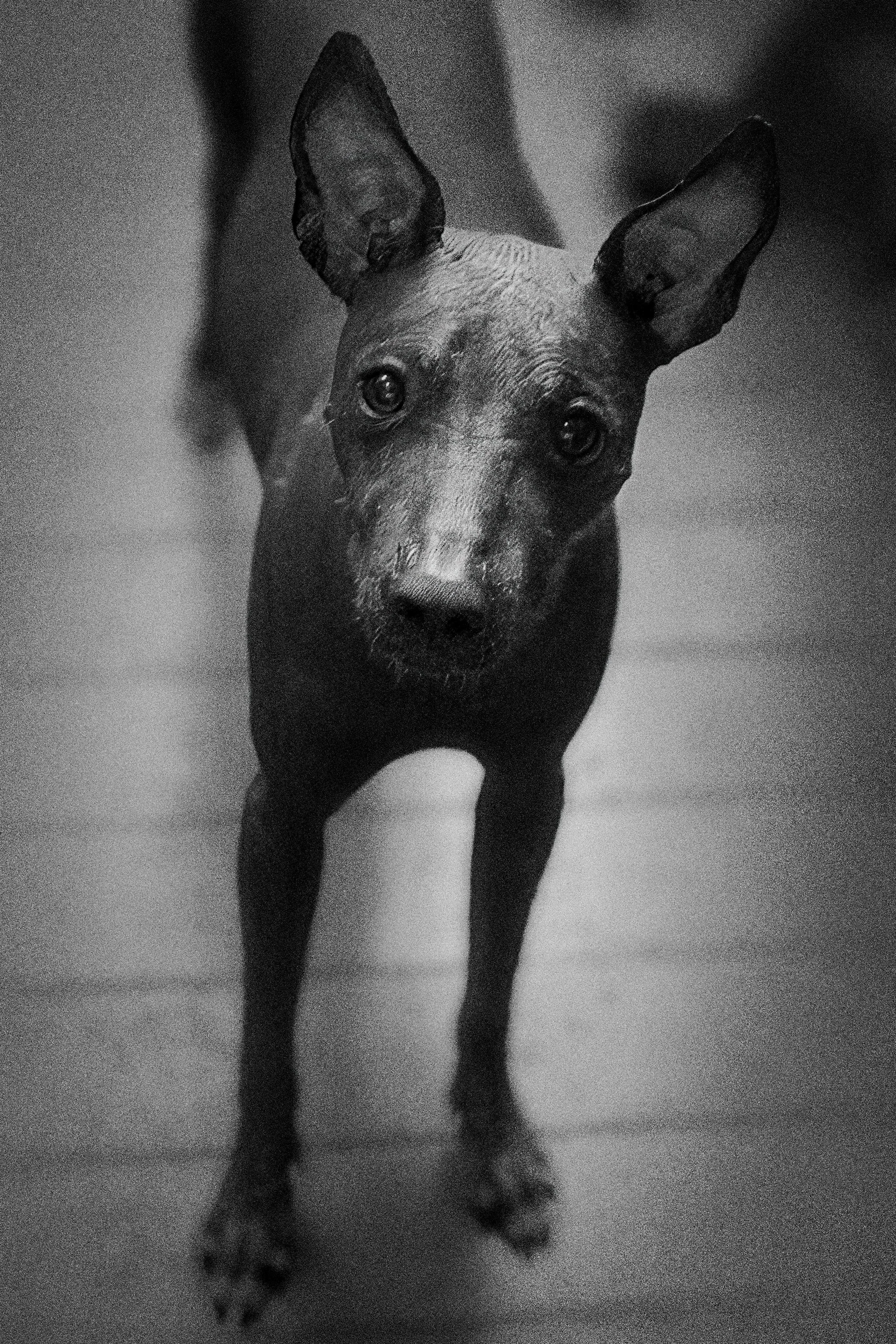 IMG_1083 Comp lq.jpg