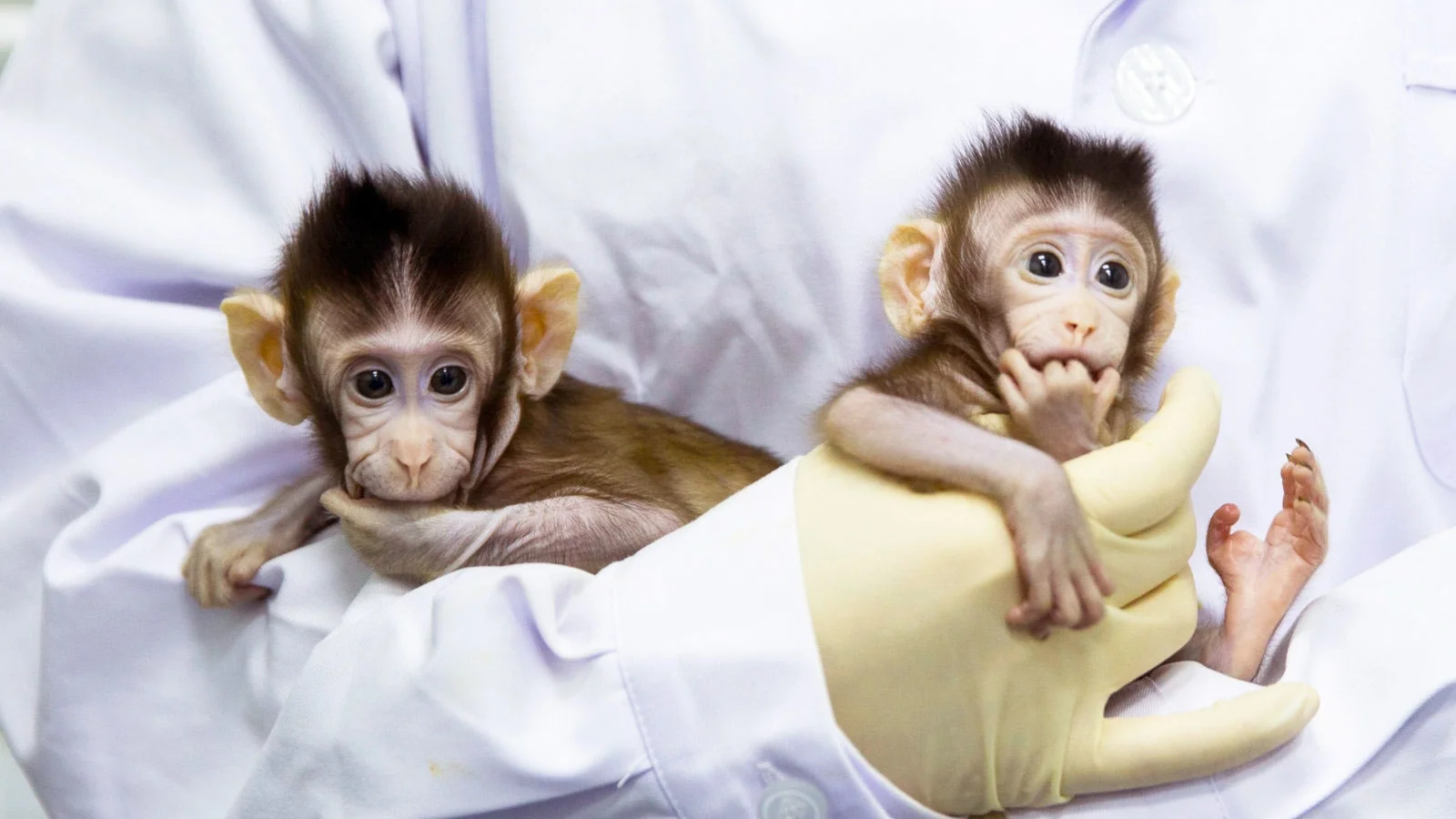 monkey clones.jpg