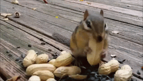 squirrel.gif