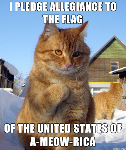 meow.png
