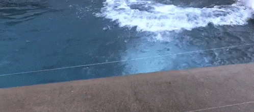 polar bear.gif