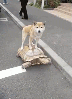 c20b5bf6-33b8-4fdd-a860-28a8b26e1769.gif
