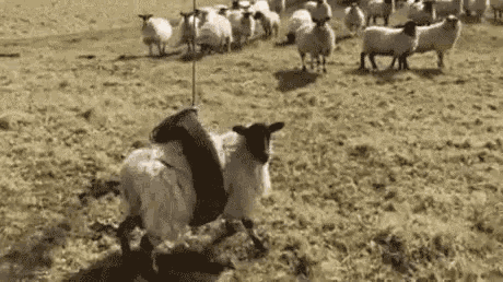 8880addc-a17f-40f7-b652-8874bdbfe1c4.gif