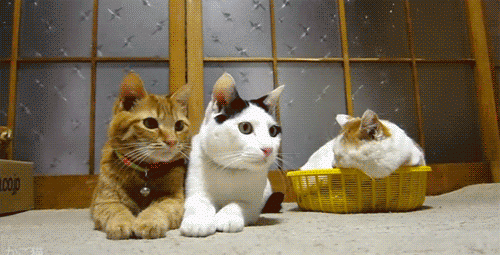 b4e498b5-3946-42a9-973f-23e81ab123cb.gif
