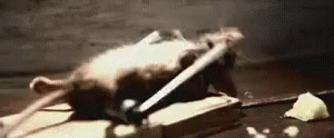9f9f64b1-01a5-48c6-9225-2f6cb5365448.gif