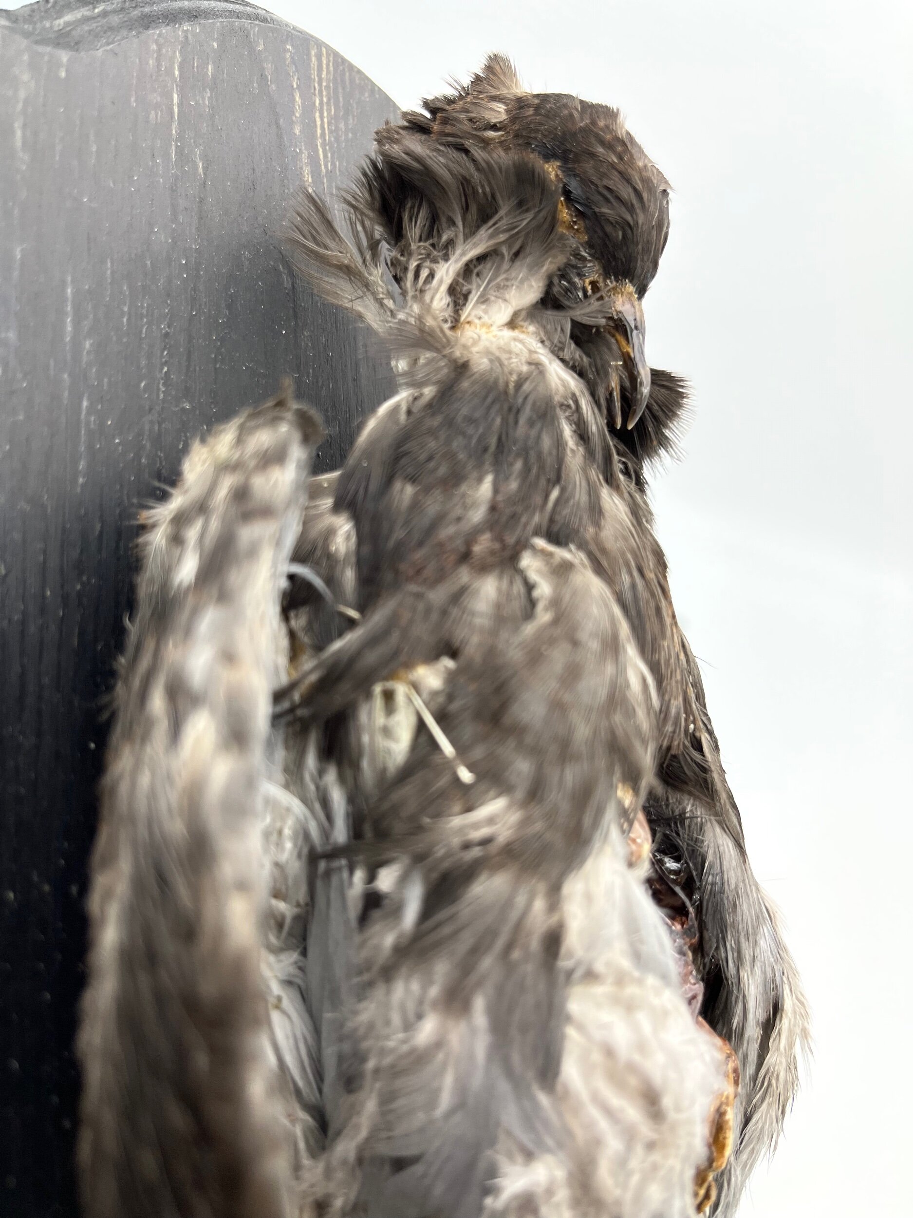 C420B166-C3F2-4565-94D0-A7EDC0D932EA