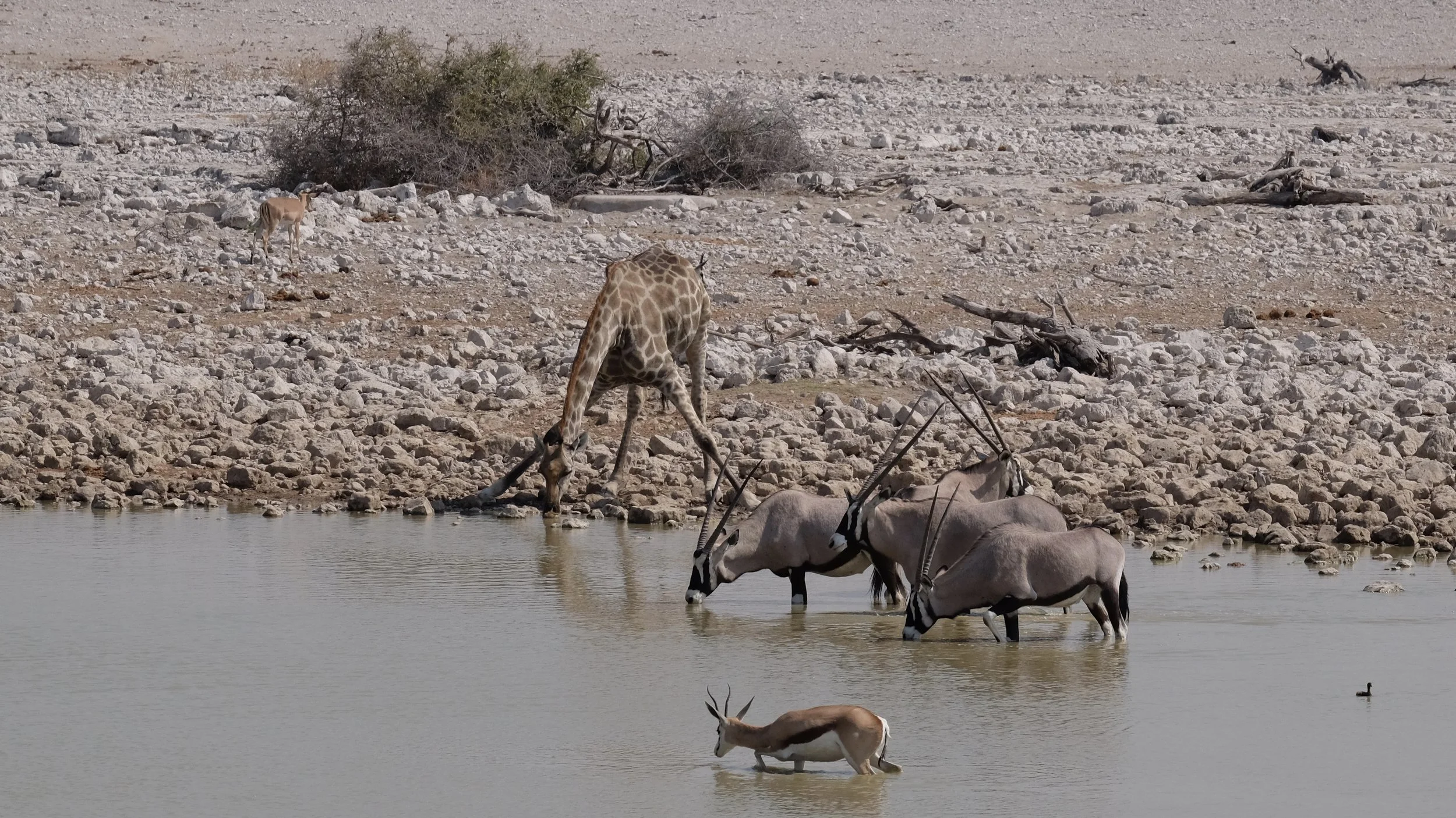 Etosha N-P.