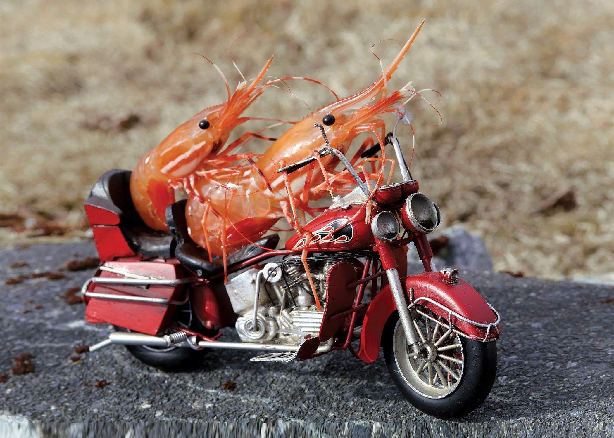 Biker Shrimp Greeting Card