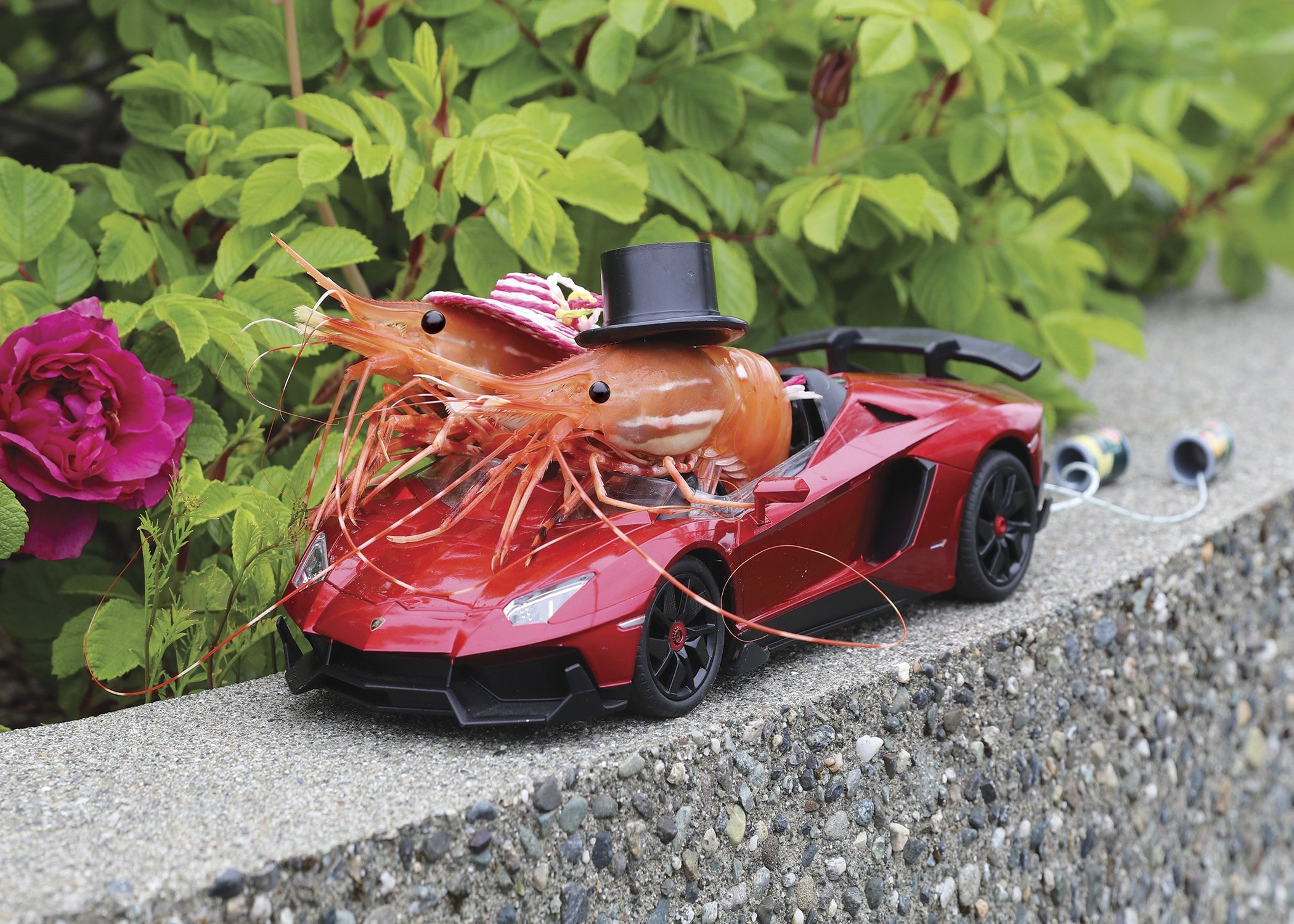 Wedding Bells Shrimp Greeting Card! by Shrimp Whisperer AK