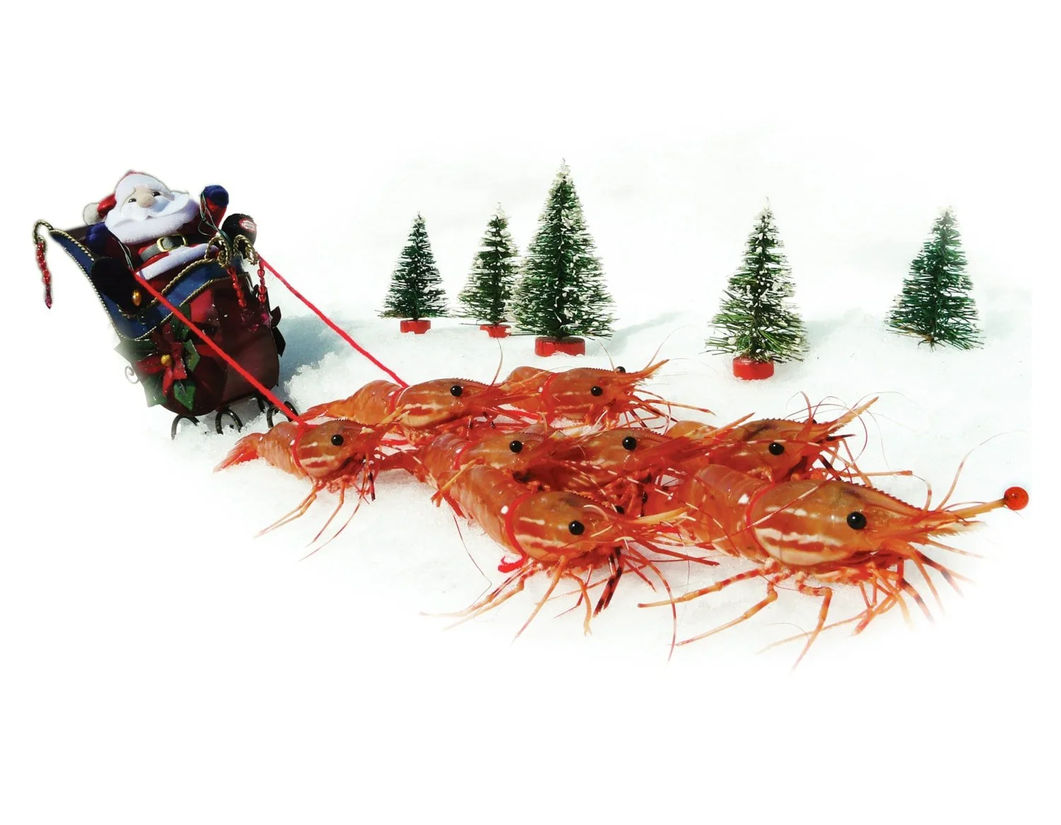 Merry Shrimpmas Card by Shrimp Whisperer AK