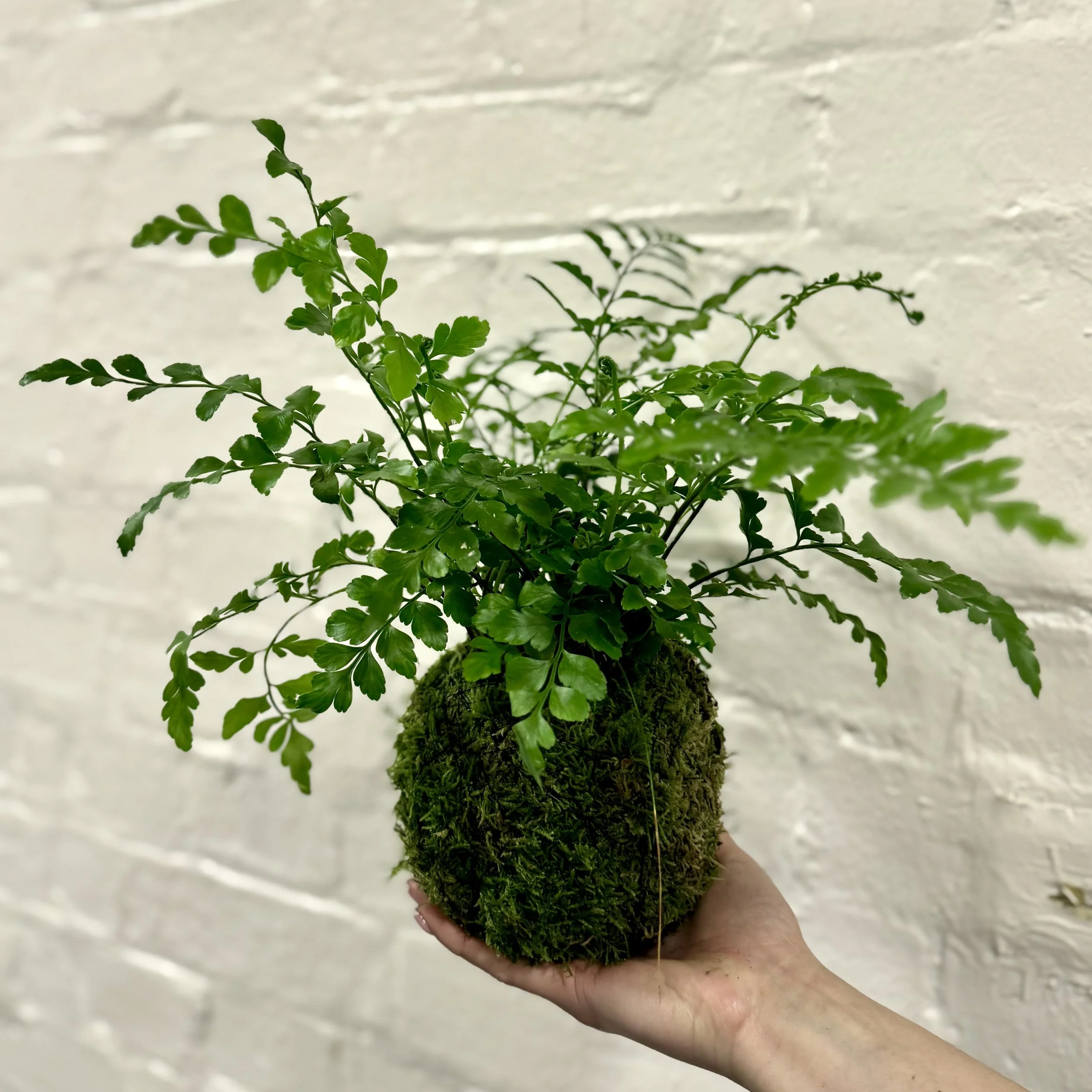 Kokedama Class - Learn to make a Japanese moss ball plant