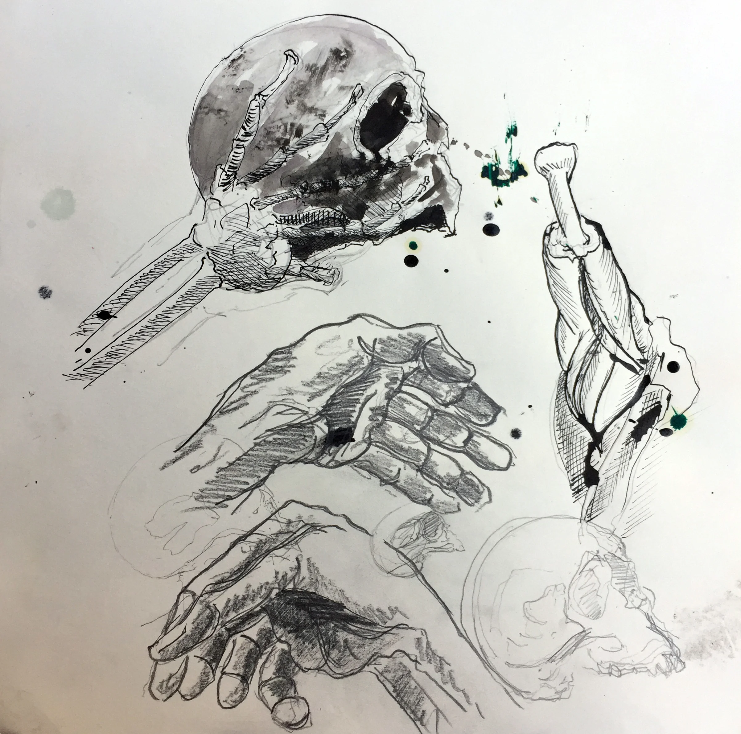 Sketch hands skull and arm Indian ink and pencil on paper 40x40 cm 2017