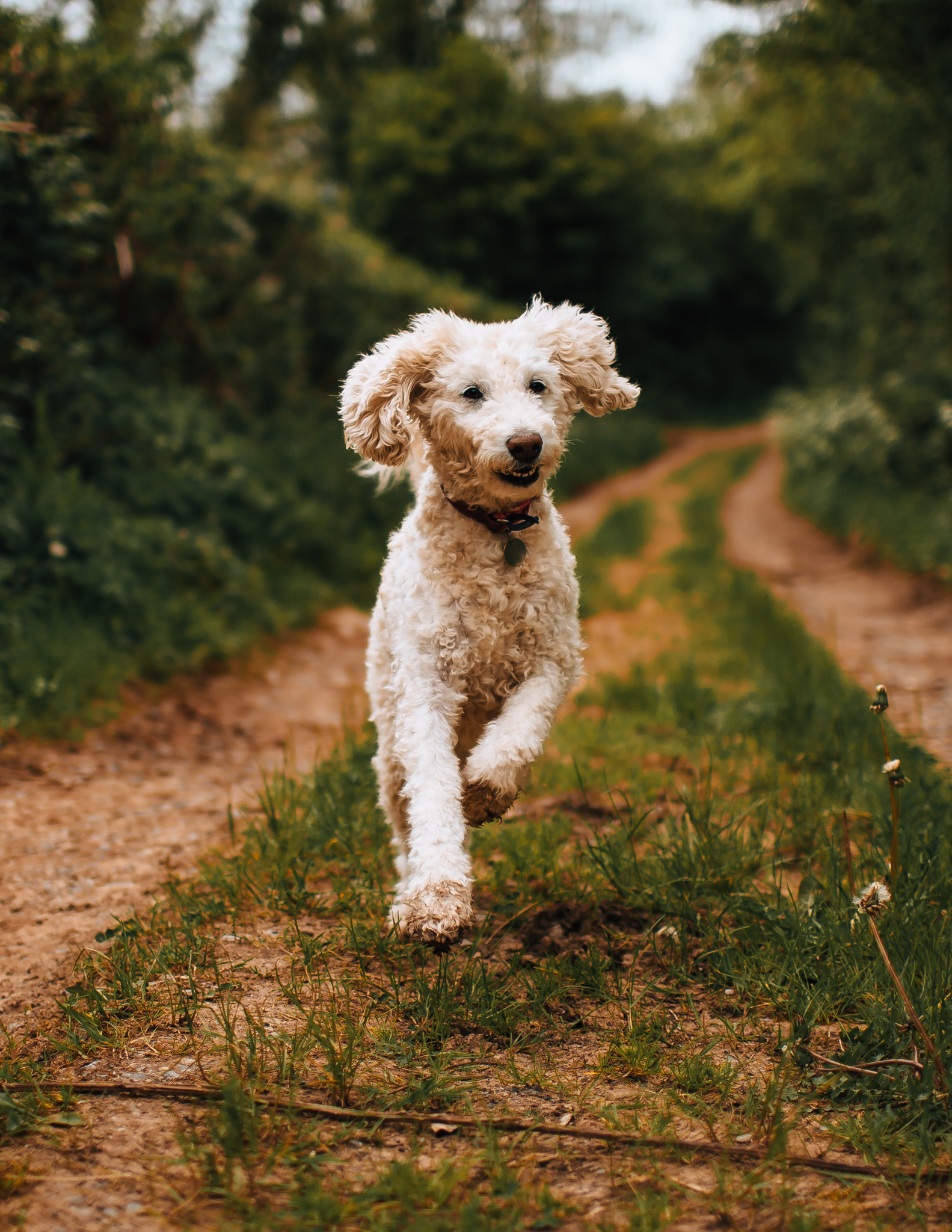Tilly the Labradoodle-do