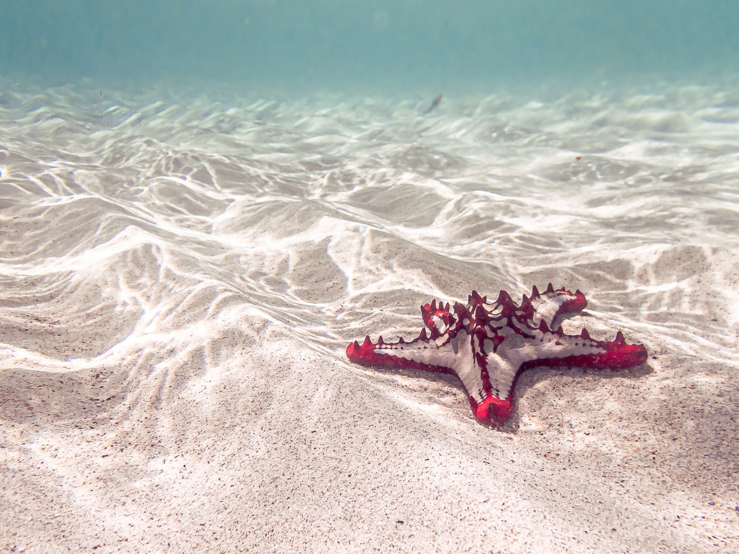 LMP_Diani-5310095.jpg
