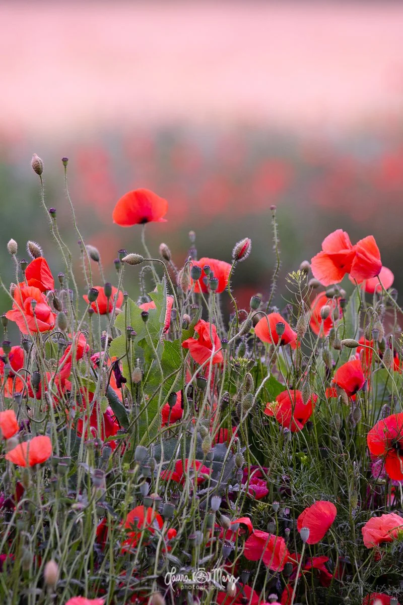 Flower-9316WM_IG.jpg