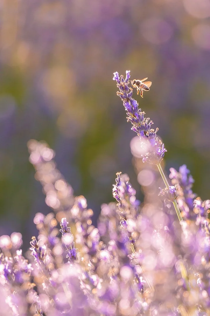 Provence-6395-EditWM_IG.jpg
