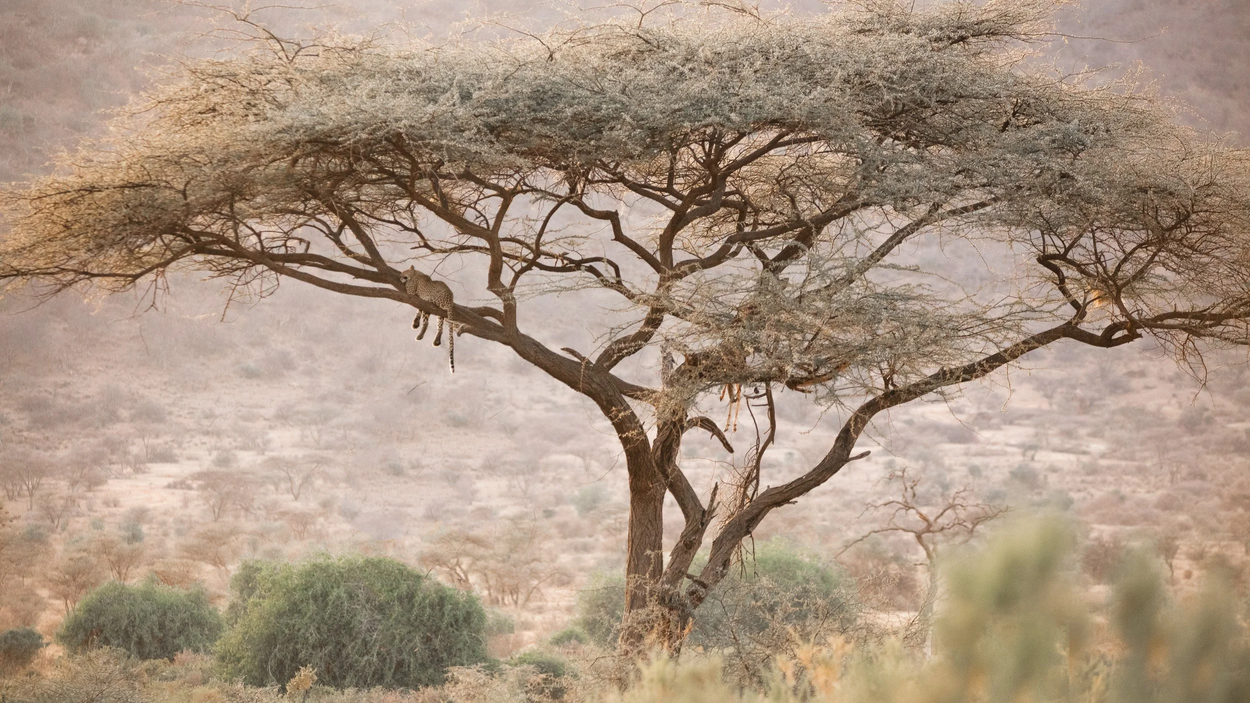  ©Laura Merz. Licensing available.  