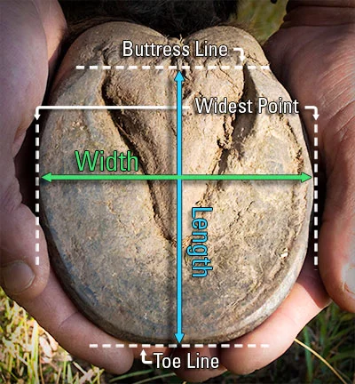 easyboot hoof measuring guide.jpg