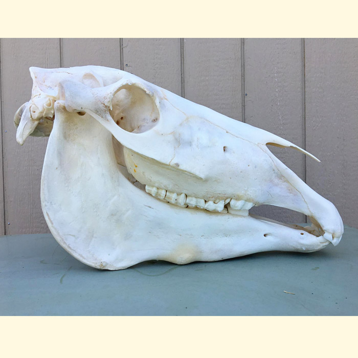 horse skull right view