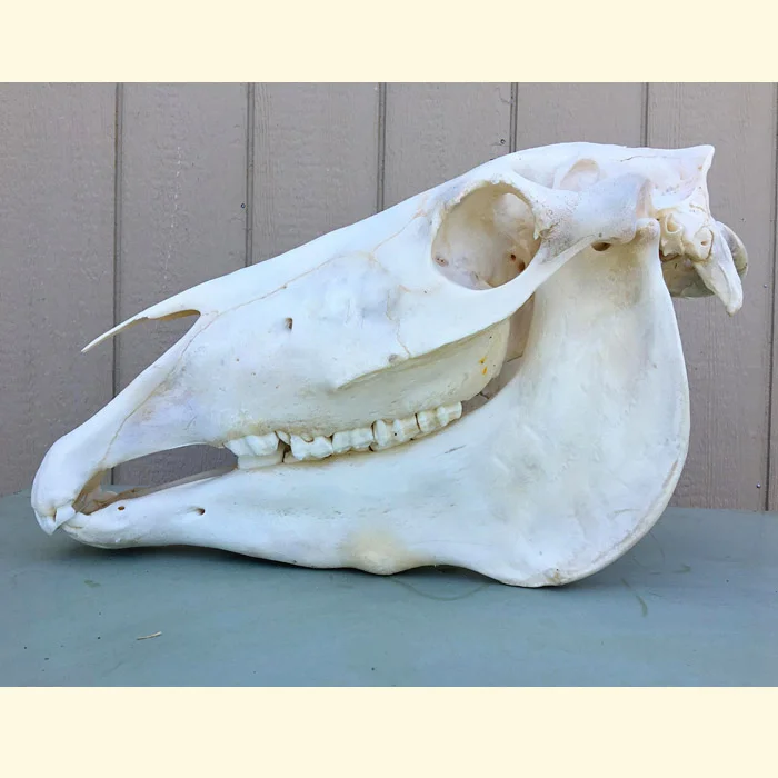 horse skull left view