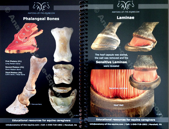 Equine Distal Limb Anatomy.png