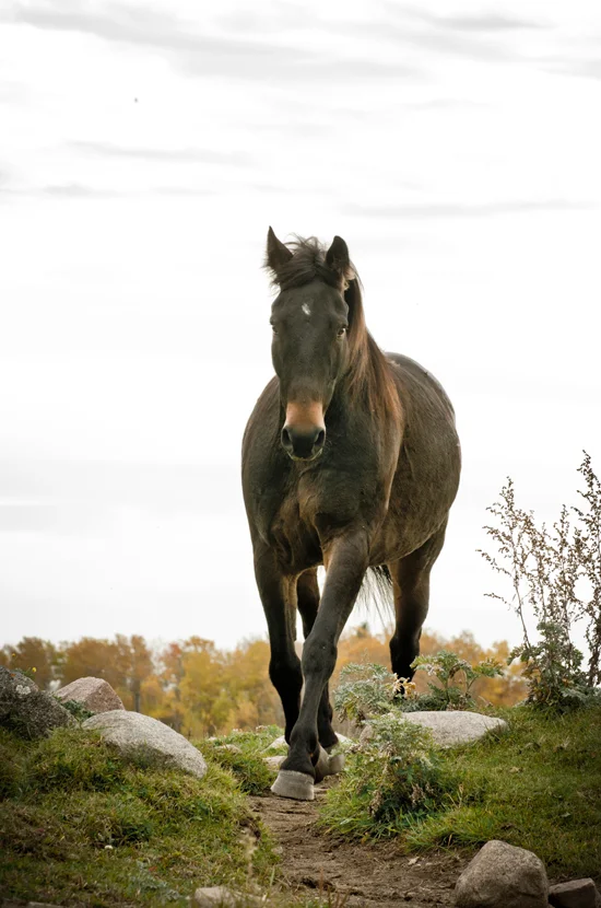 Look what is possible with barefoot horses! My horses run on the granite slabs on my property. Freedom, comfort and sound horses are beautiful to behold.