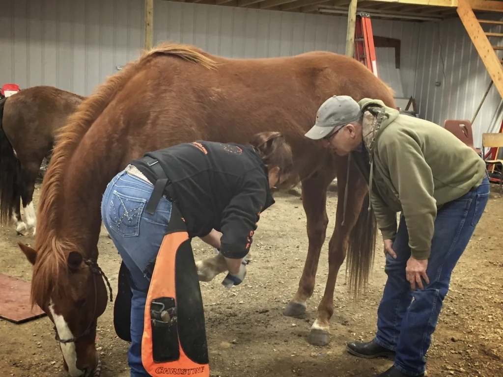 Hoof trimming and rehab with hoof geeks