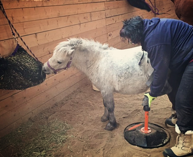 mini-and-hoof-geeks-hoof-stand.jpg