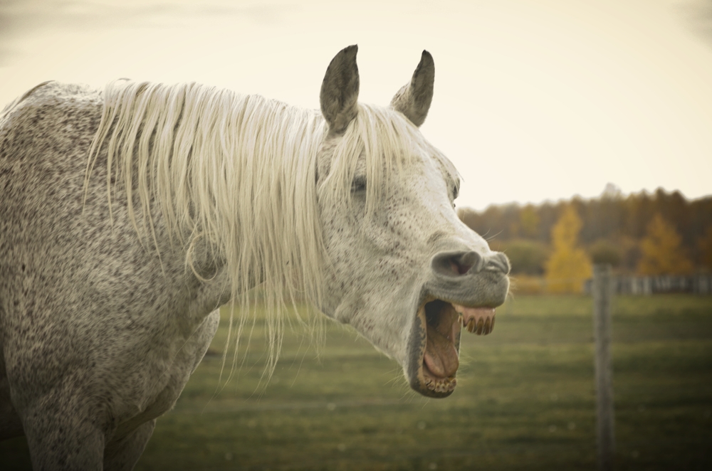 hoof geeks resources.jpg