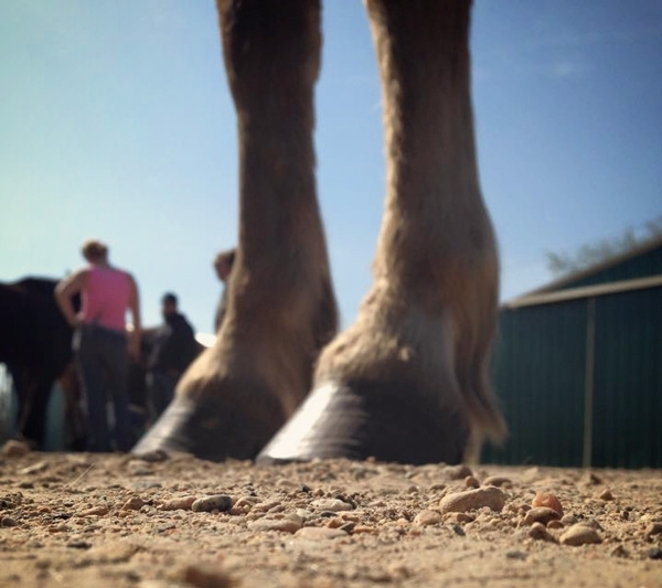 hoof geeks resources.jpg