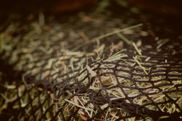 hhn netting closeup.jpg
