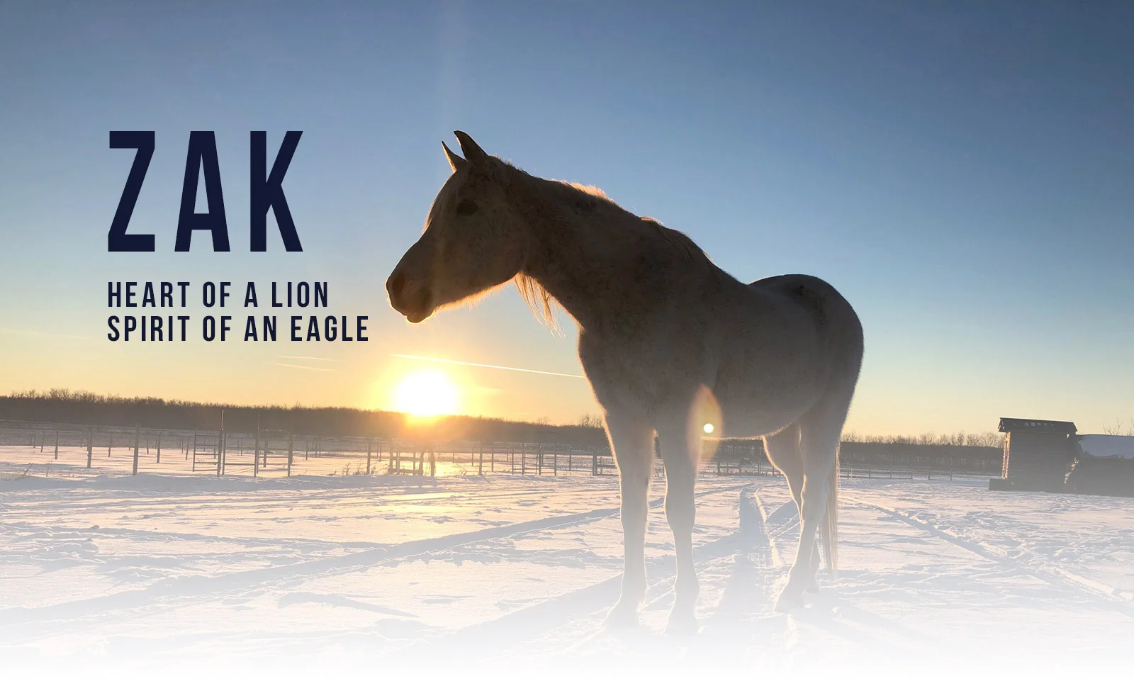 At the time of this blog post, Zak is 35 years old :: All Photos on this page by Christine Tomlin
