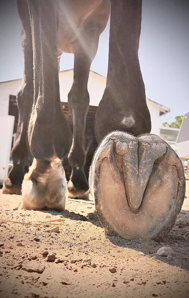beautiful hoof .jpg