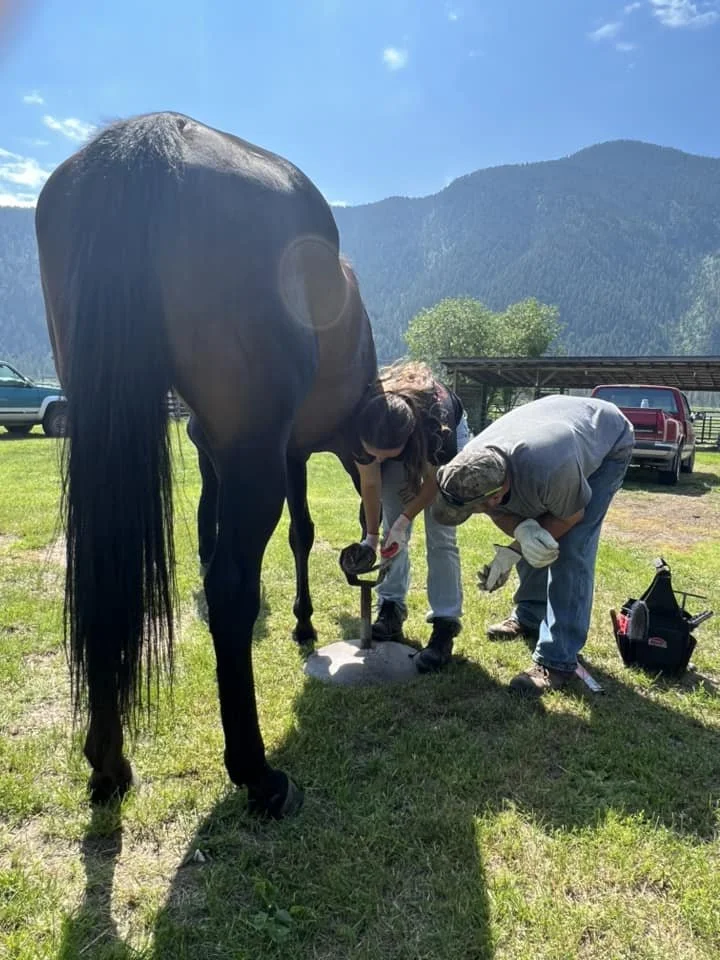 hoof-trimming-day-grand-forks-bc-hoof-geeks-clinic.jpeg