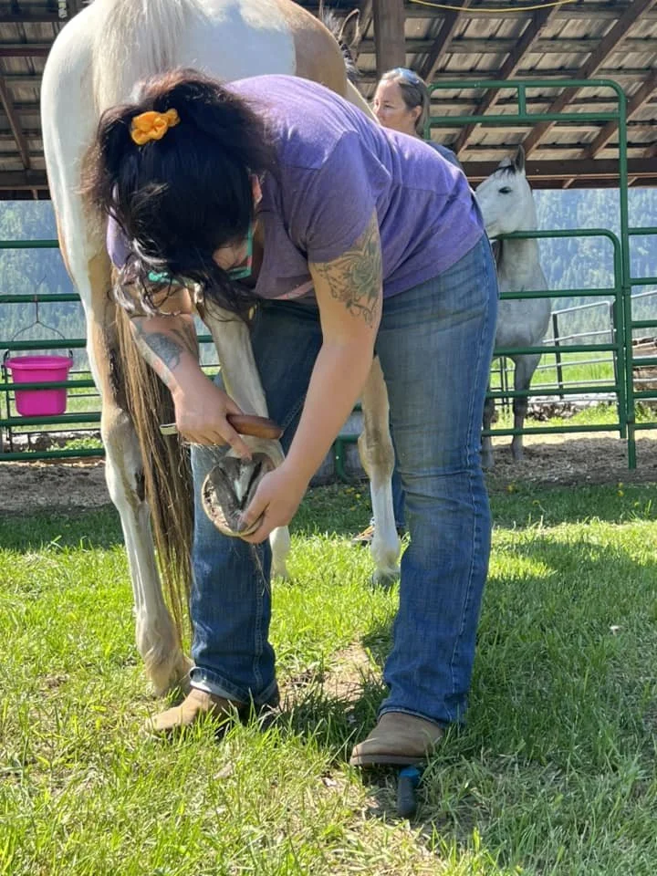 hoof-trimming3-day-grand-forks-bc-hoof-geeks-clinic.jpeg