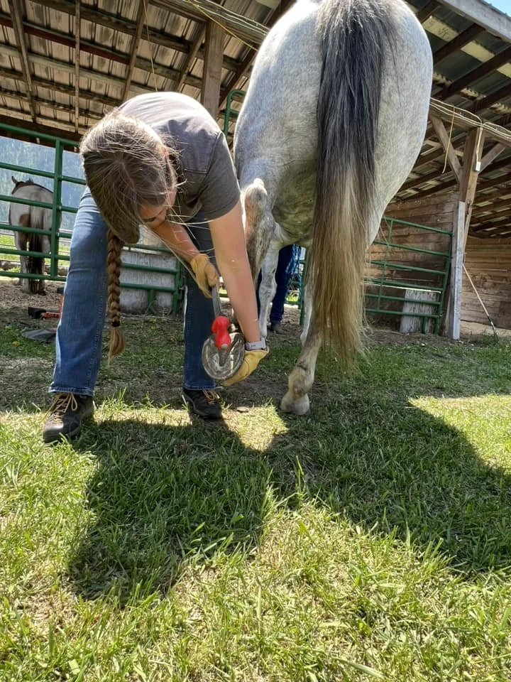 hoof-trimming5-day-grand-forks-bc-hoof-geeks-clinic.jpeg