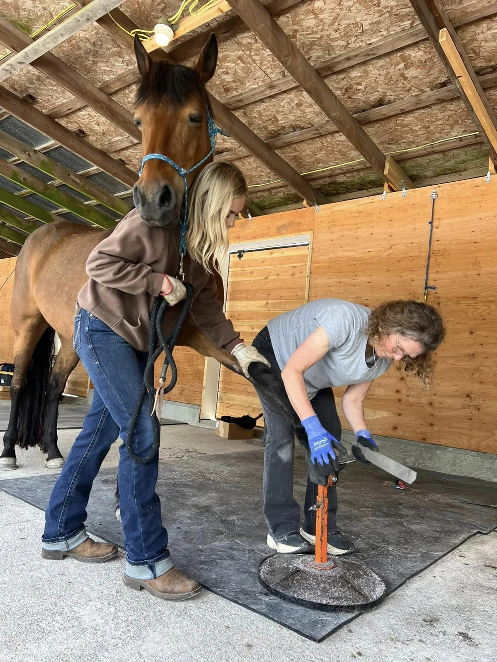hoof-trimming-day-langley-bc-hoof-geeks-clinic.jpeg