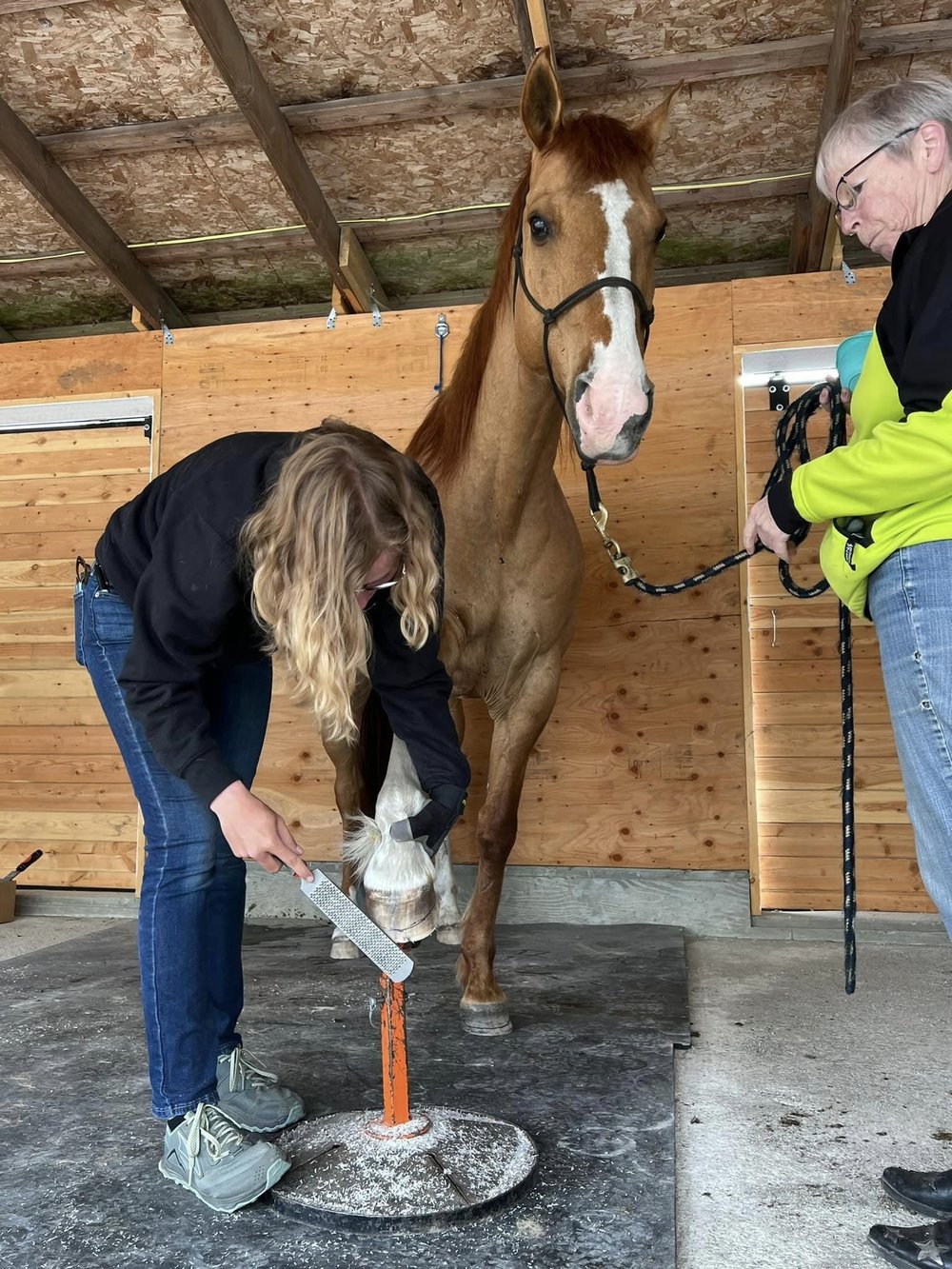 hoof-trimming-day6-langley-bc-hoof-geeks-clinic.jpeg