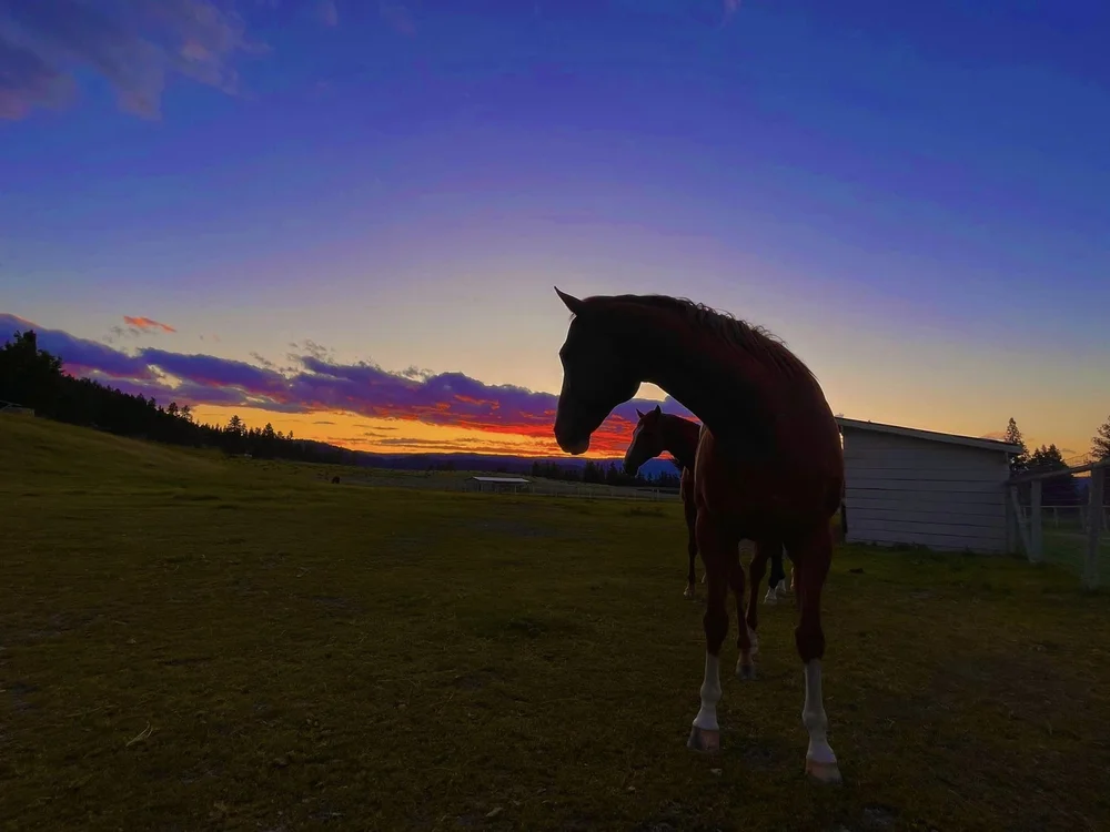 incredible-sunset-heffley-creek-bc-hoof-geeks-clinic-2023.jpeg