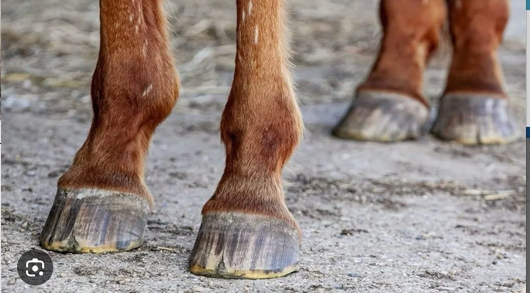 🚨 Got hoof chips or cracks? Don&rsquo;t ignore the signs&mdash;learn how to fix them! 🐴🛠️

Join us at our upcoming Hoof Care Clinic where we&rsquo;ll teach you simple, effective techniques to manage and prevent common hoof issues like chips and cr