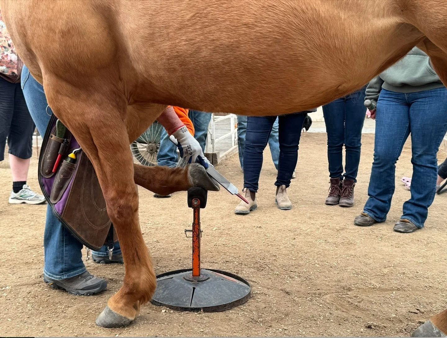 🐎 Calling all horse lovers! Want to host a hoof care clinic in BC, Alberta, or Saskatchewan in 2026? Let&rsquo;s connect! 🌾 #HoofGeeks