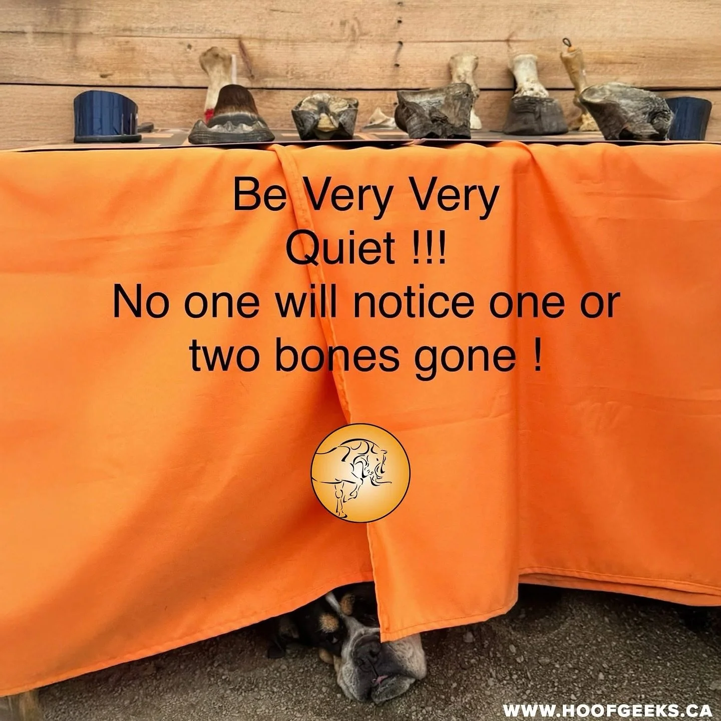 Spotted at our 2025 Hoof Geeks clinic in Bocabec, NB&hellip;�Someone thought the hoof specimen table looked a little too tempting! 🦴🐶
Our clinics may be all about hooves, but apparently the four-legged auditors have their own agenda. 🤣🐕Thanks to 